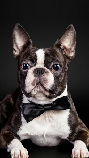 French Bulldog Wallpaper Screen 2