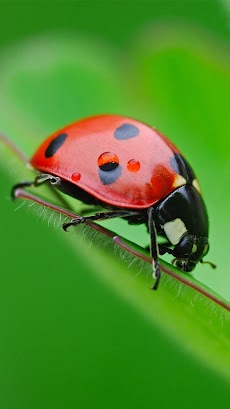 Ladybug Live Wallpaperのおすすめ画像1