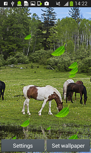 Horses Live Wallpapers