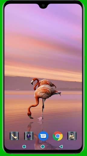 Flamingo Wallpaper Screenshot 2 - AppWisp.com