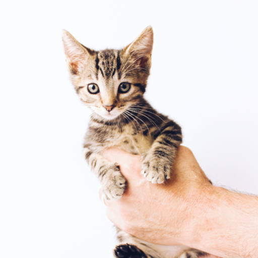 Cat Training and Recipes logo