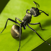 디앤츠 무과금으로 쓸만한 특종개미