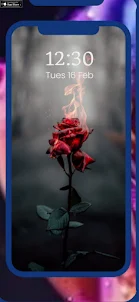 Rose Wallpaper IN HD