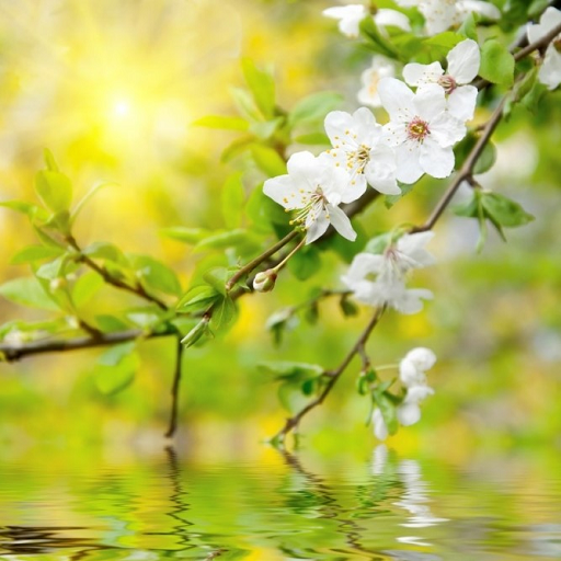 Spring Flowers Wallpapers logo