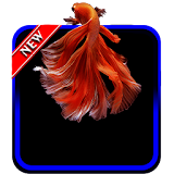 Betta Fish 3D Wallpaper icon