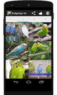 Budgerigar Sounds for Parakeet Screenshot