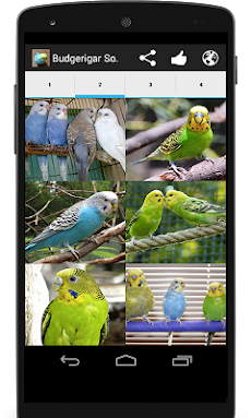インコの為のセキセイインコの鳴き声 Androidアプリ Applion