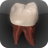 Real Tooth Morphology icon