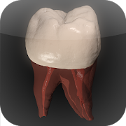 Real Tooth Morphology