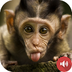 Cover Image of Baixar Monkey Sounds  APK