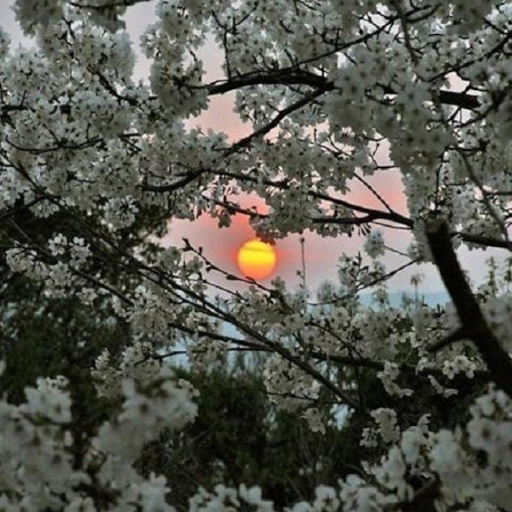 Sunsets Live Wallpapers