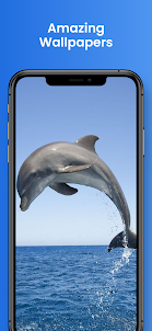 Dolphin Wallpapers 4k HD