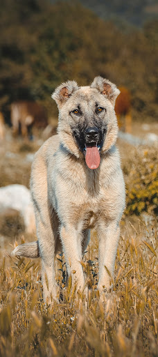 Kangal Dog Wallpapers 2023 HD Screen 2
