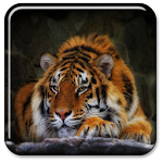 Cover Image of Download Tiger Live Wallpaper 1.13 APK