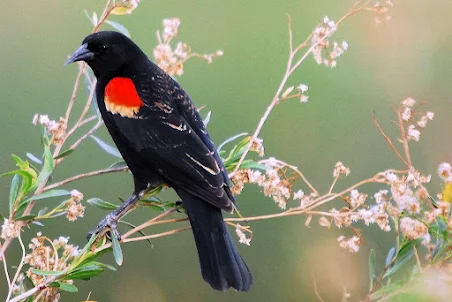 Red winged Black Wallpaper