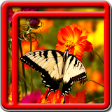 Best Butterfly Live Wallpapers icon