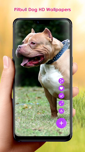 Pitbull Dog HD Wallpapers