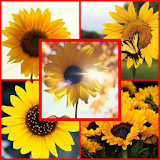 sunflower wallpaper icon