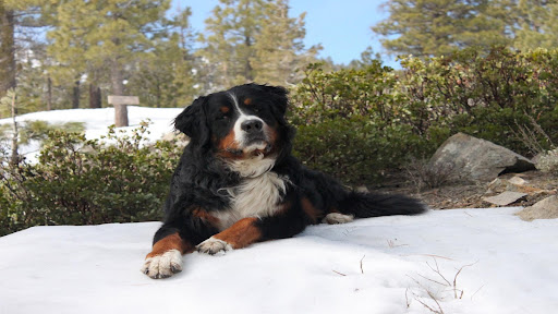 Bernese Mountain Dog