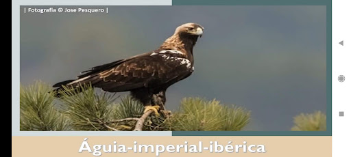 Android application Águia-imperial-ibérica screenshort