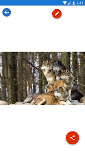 Arctic Wolf, Wolf Wallpapers 1.0.7 APK screenshots 7
