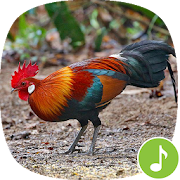 Appp.io - Red jungle fowl crowing