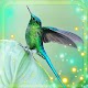 Colibrí Exótica Fondos Pantalla Animados Descarga en Windows