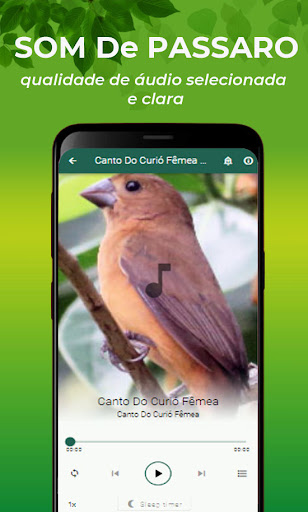 Canto Do Curió Fêmea Screen 2