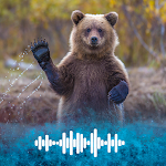 Cover Image of Download Bear ringtone  APK