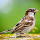 Sparrow Wallpapers HD Download on Windows