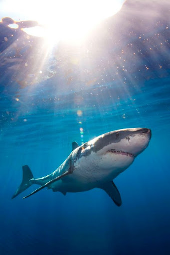 Shortfin Mako Shark Wallpapers Screen 2