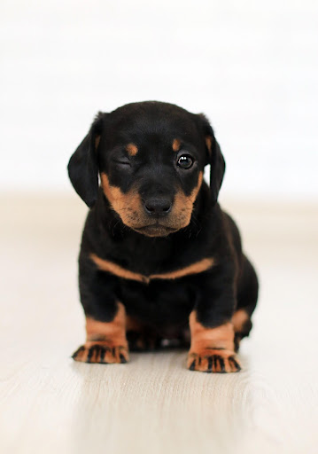 Android application My Love Dogs Wallpapers screenshort