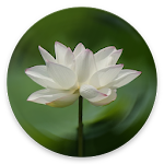 Cover Image of Download Heart Sutra  APK