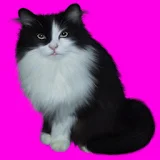 Pet Kitten : Daily Virtual Cat icon