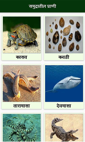 Animal Information in Marathi - Latest version for Android - Download APK