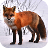 Fox Wallpapers icon