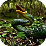 Anaconda Snake Slither icon