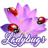 Ladybugs Picture Photo Frames icon