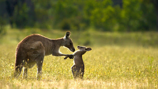 Kangaroo Wallpapers Screen 3