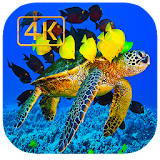 Aquarium Live Wallpaper - 4K Video Sea Live icon