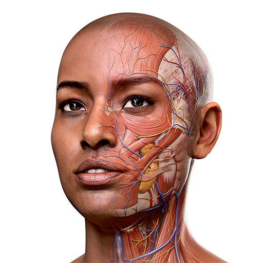 Anatomie humaine 3D – Applications sur Google Play