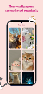 Meow Wallpapers