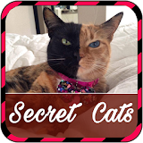 Secret World of Cats icon