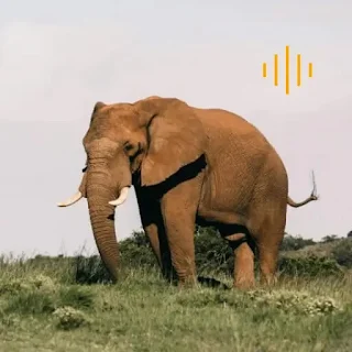 Animal Sounds - enjoy sounds apk