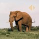 Animal Sounds - enjoy sounds - Androidアプリ