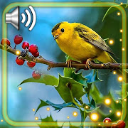 Top 39 Personalization Apps Like Birds Songs Live Wallpaper - Best Alternatives