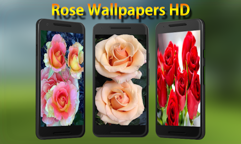 Rose Wallpapers 1.0.2 APK + Mod (Unlimited money) إلى عن على ذكري المظهر