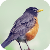 Robin Bird Sounds icon