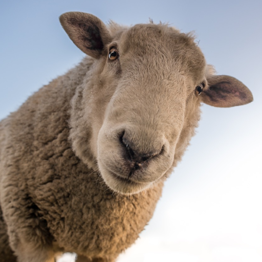 Sheep Sounds logo