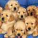 Wallpapers with Cute Puppies And Cute Animals  Download on Windows